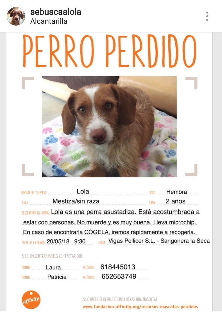 Natsuki2105's tweet image. Se busca a Lola 🐶