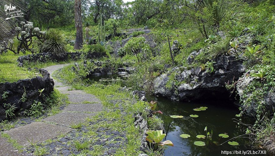 #HoyEnLaUNAM ¿Qué te parece pasar una mañana rodeado por la naturaleza? Sé parte de una visita al <a href="/JBUNAM/">JardínBotánicoIBUNAM</a> y conoce sus colecciones más importantes > bit.ly/2LZ9N6C