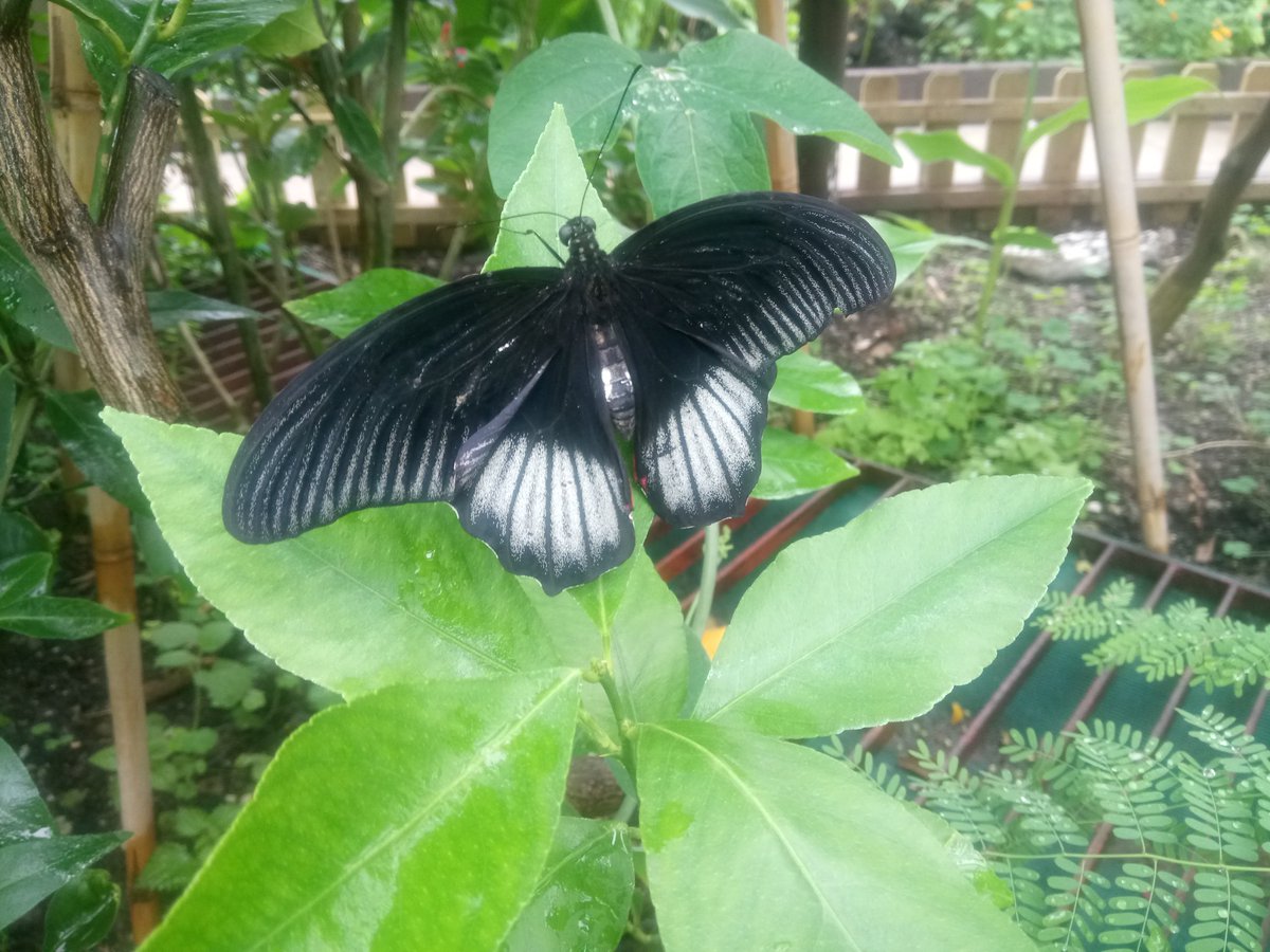 VictoriaParkBHG's tweet photo. Number day in the Butterfly House! Come take some photos - competition coming in August! 12-3pm wed, Sat & Sun
#Butterflies #FREE #halton #funstuffforkids https://t.co/s1HQA00anr