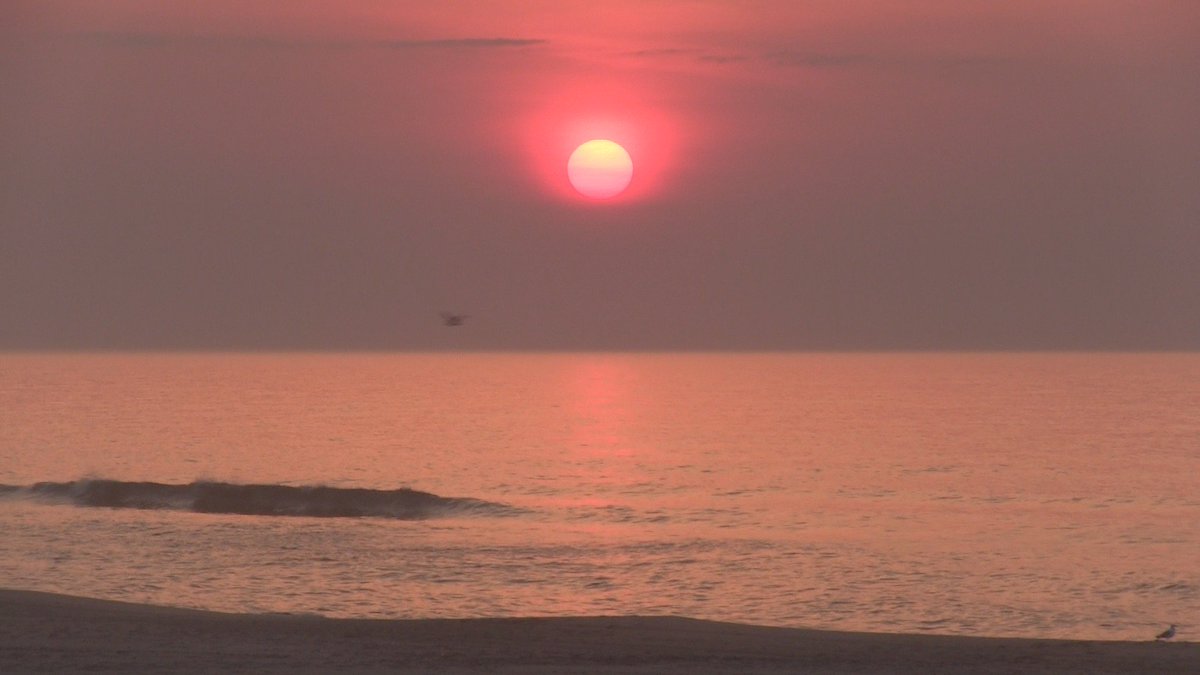 jack bushko tweet media