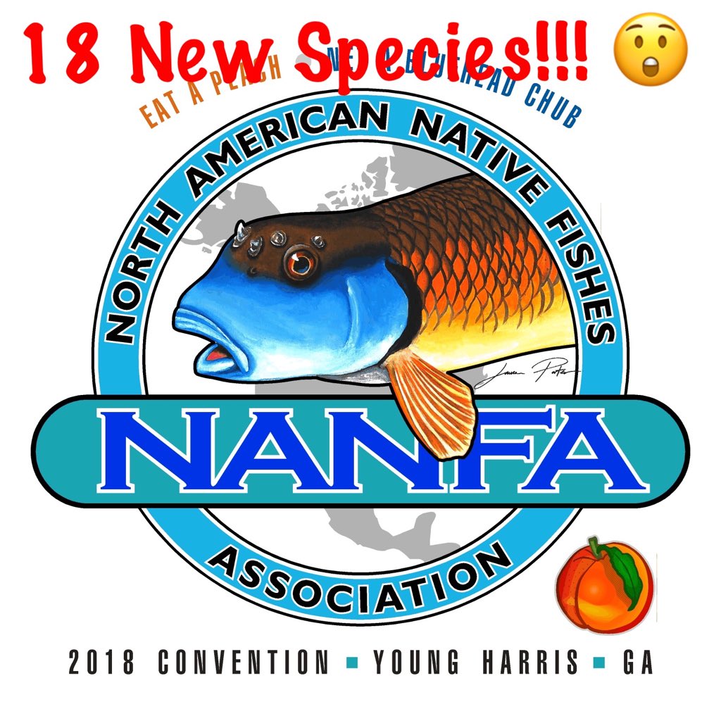 JasonBarnucz's tweet photo. What an incredible Day 1 at the 2018 @Nanfa_Org meeting. Over 18 new species for the Canadian contingent! Hoping for more today. 🇨🇦🇺🇸🐟🤓 #NANFA18 #nativefishes #nativespecies #fish #fishes #fishy #nature #river #stream #georgia #tennesee #freshwater #biodiversity #seinenet https://t.co/qGIrx1eHrJ