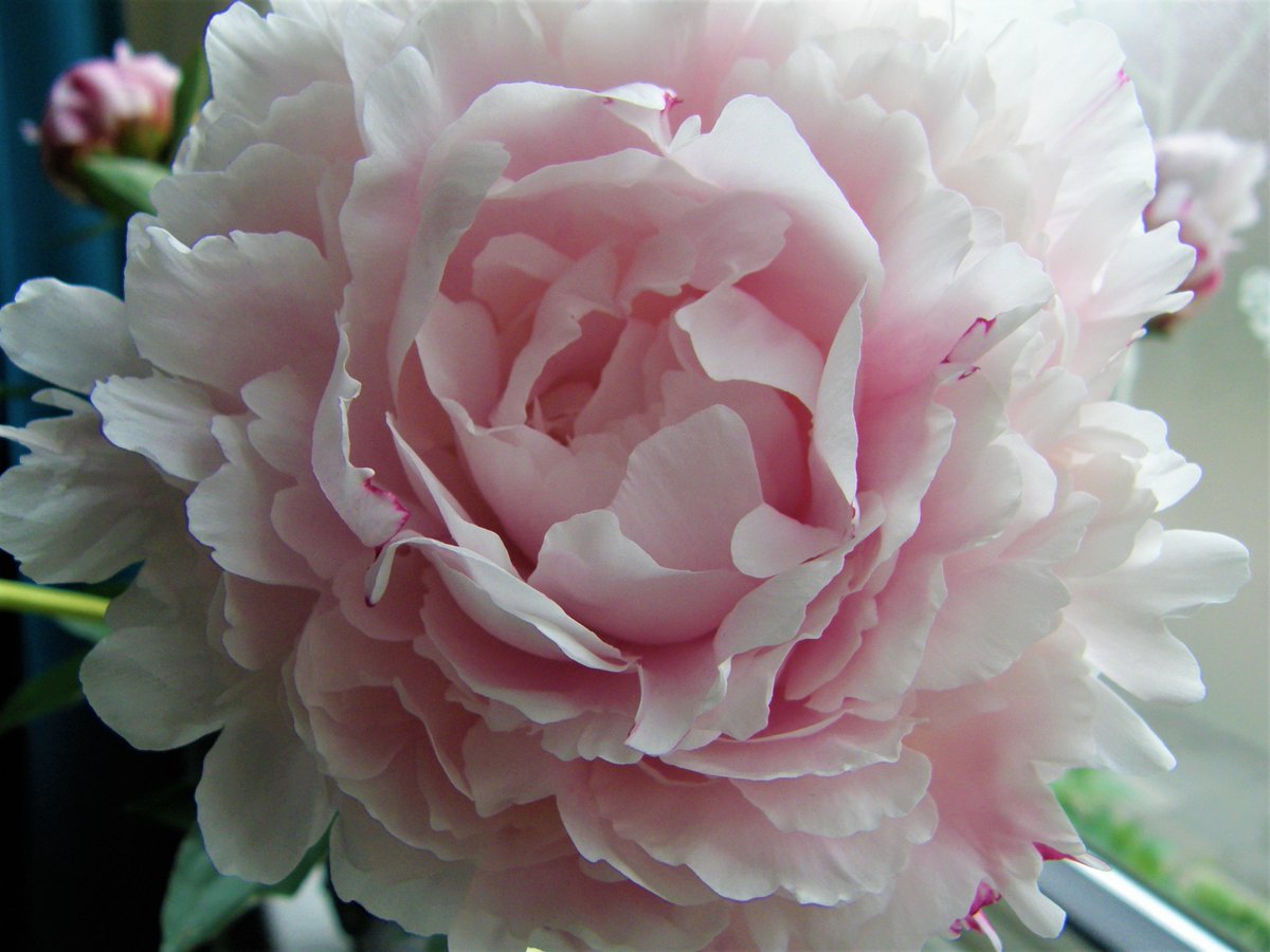 Een beauty. De pioenroos.