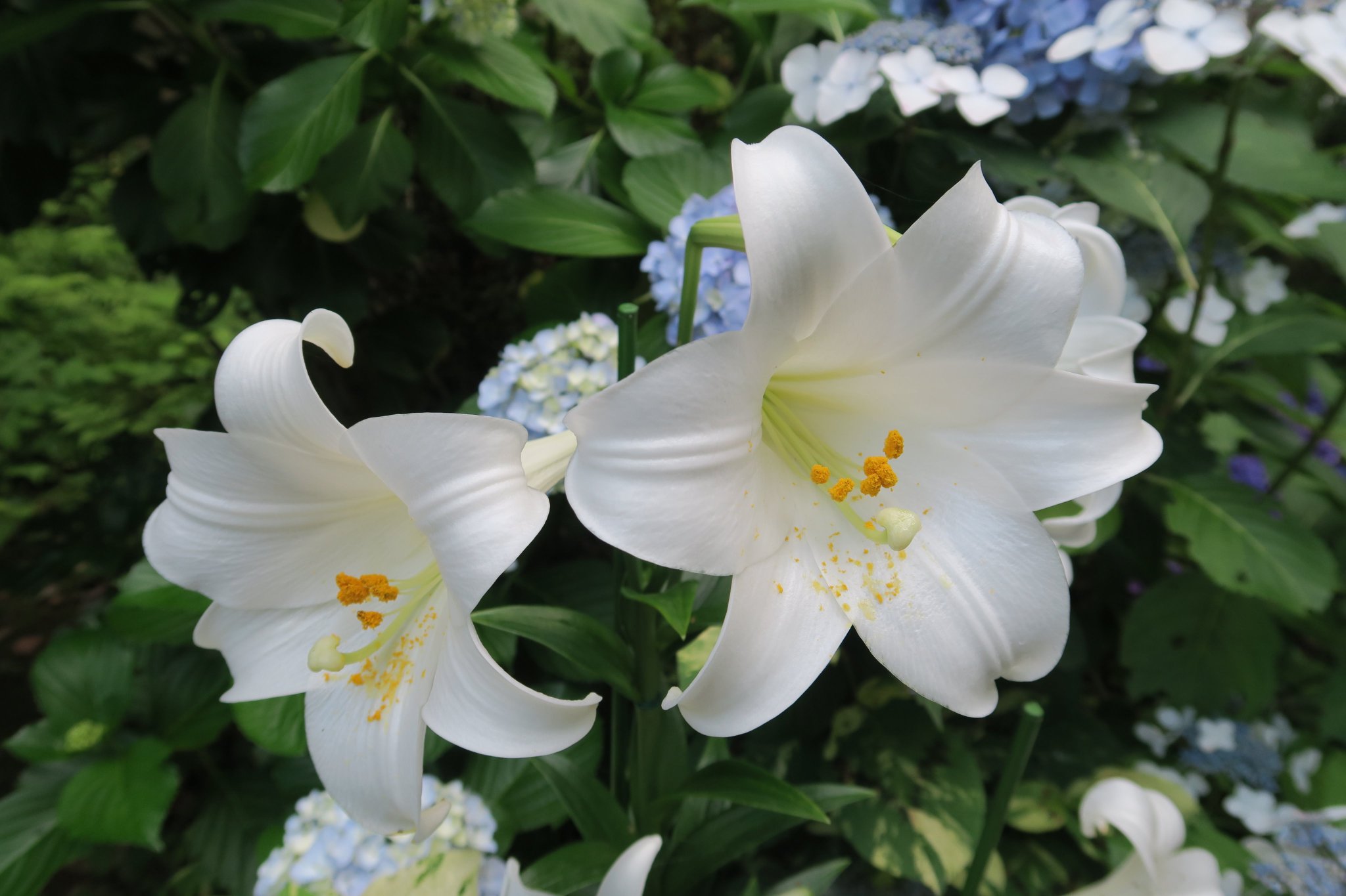 Kazutada K 白百合 花言葉 純潔 威厳 はな 白百合 花言葉 Kazutada K 白百合 花言葉 純潔 威厳 はな 白百合 花言葉