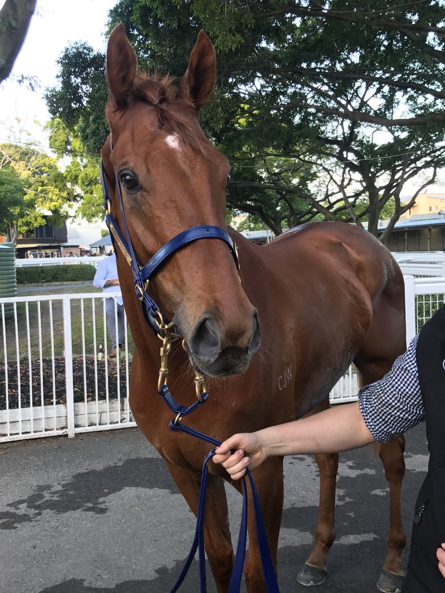 Mahamedeis has done the stable proud today running 5th in our maiden Group 1. You're a good boy Mo #nickryanracing #gomo #qldderby #welovehim