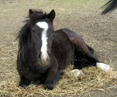 eggsypony's tweet image. Incredibly grateful for the support you're giving Murphy we're up to £400 now, with donations via gofundme.com/s63qam-saving-… &amp;amp; paypal eggsypony@gmail.com, so nearly half way there. Can we keep up the momentum please with lots of retweets, FB shares &amp;amp; if you have a little spare.....