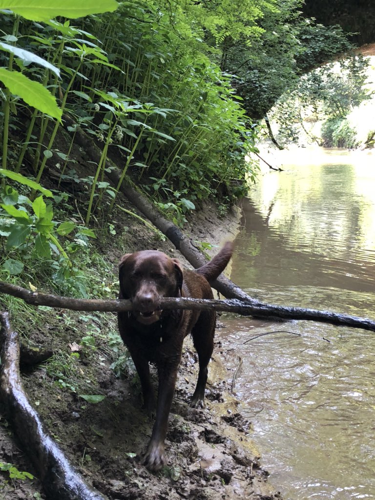 LabradorMilka tweet picture