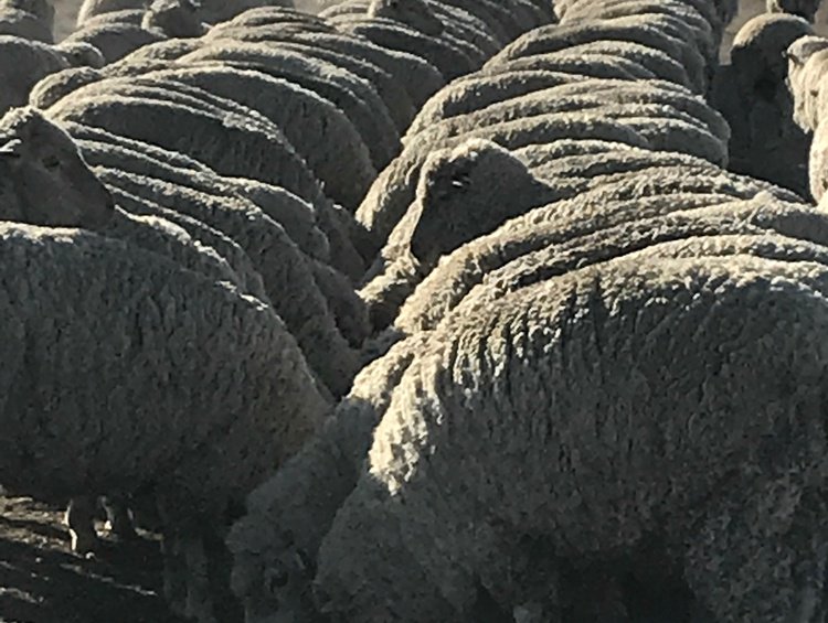CentralWestLLS's tweet photo. Our great friends at Sheep Connect NSW have a webinar coming up on the 13th of June that's sure to be of interest to livestock producers in our area (and beyond!). 
#Spreadtheword #Heretohelp https://t.co/fj0vhkDRqd https://t.co/aGmHxBwjEt