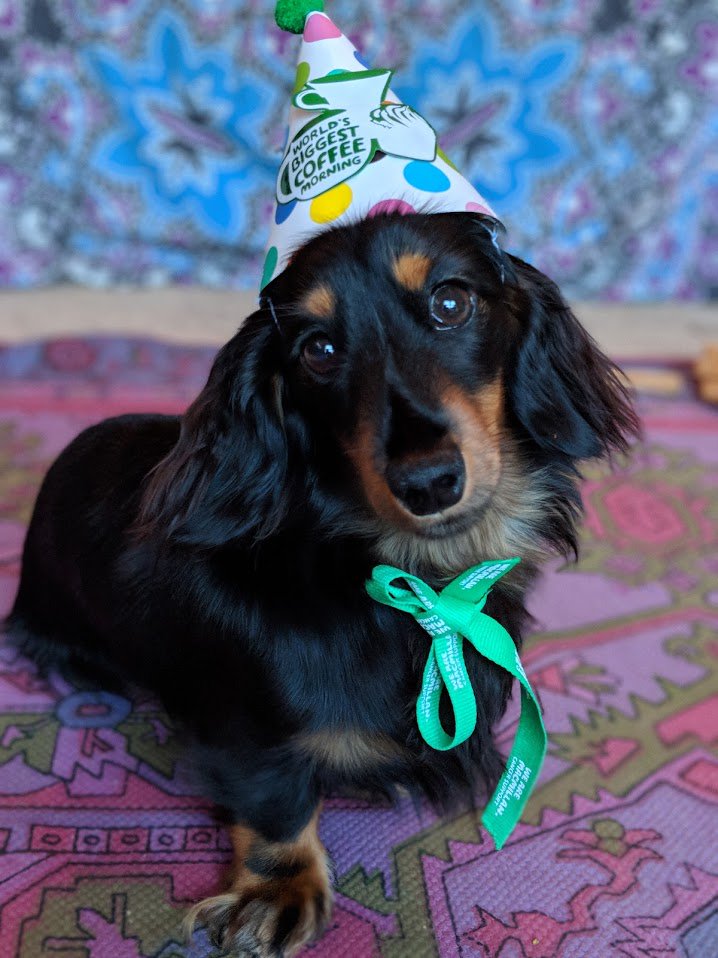 We have furtively made up some research that links puppy photos to Coffee Morning sign-ups. So this is our strategy now. Ha!
Prove us right, yes?
🍰☕ coffeeregister.macmillan.org.uk 🐾