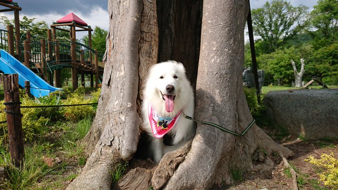Image result for ç¬ great pyrenees ãã¼ã«ã§éã¶