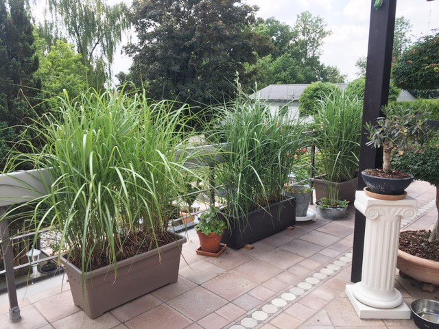 Gute #Nachrichten aus Bayern! Erst vor ca. 5 Wochen gepflanzt und schon soooo fesch! O-Ton Kundin: "Vielen Dank für die tolle Qualität!" #Miscanthus #sinensis #Große_Fontaine auf #Terrasse &amp; #Balkon