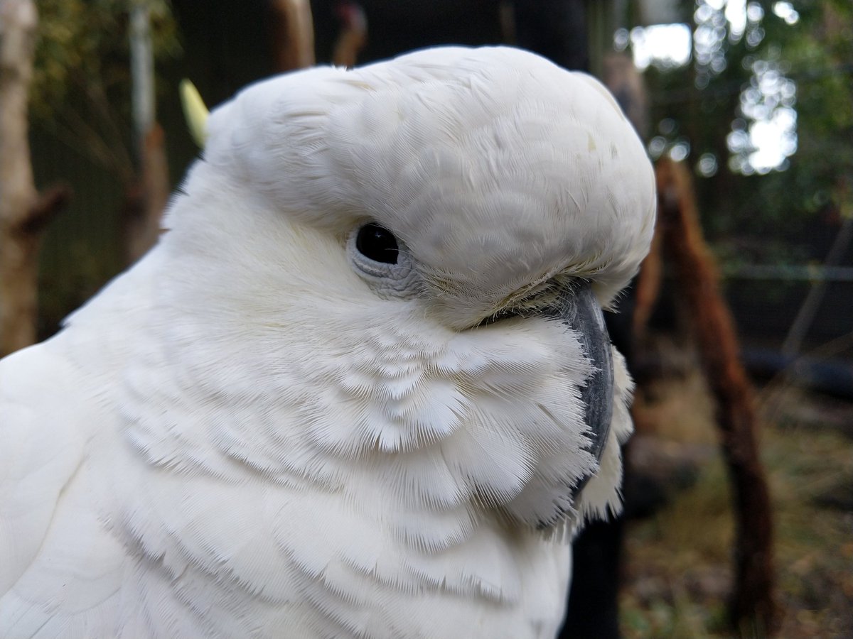 O_p_a_w_a_r's tweet image. #Nokia7plus #noedits #simpleclick