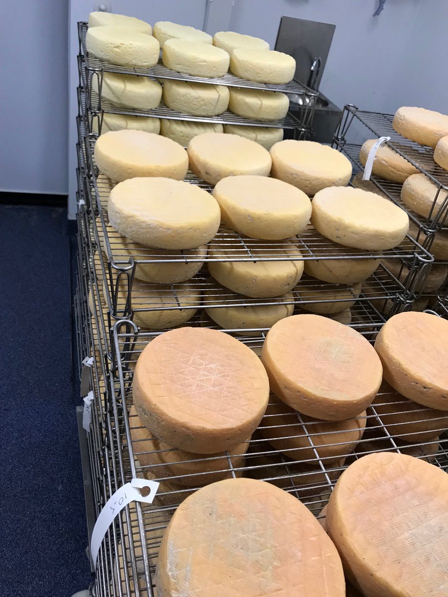 Beautiful colours of Evenlode ripening ⁦<a href="/KingStoneDairy/">King Stone Dairy</a>⁩ today
