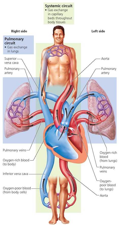 cardiocase's tweet photo. #Cardiovascular and #Lymphatic Systems: Right side of the #heart pumps blood through the #pulmonary circuit, which carries blood to and from the lungs. Left side of the #heart pumps blood through the systemic circuit, which conducts blood to and from the body tissues. https://t.co/ecZM4iJIKH