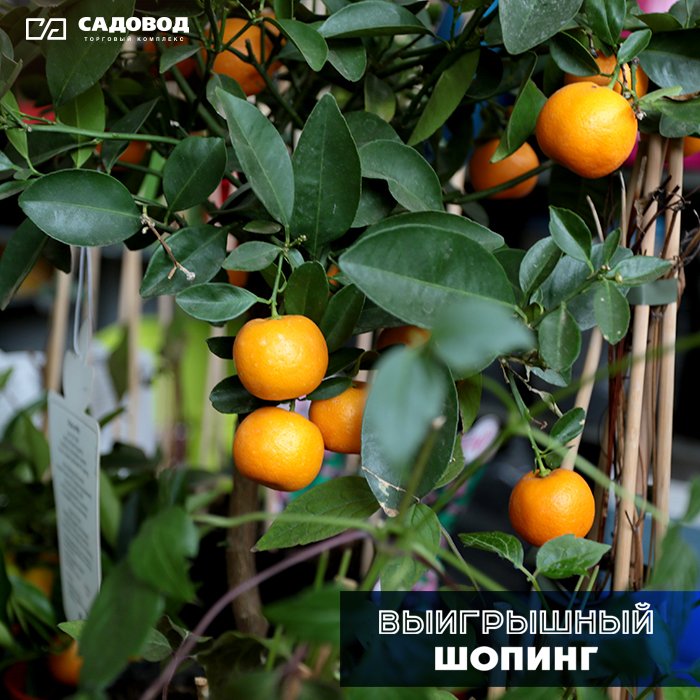 TK_Sadovod_tw's tweet image. Что создаёт уют в доме? Тёплая атмосфера, мягкая мебель и, конечно же, цветы. Большой выбор комнатных и садовых растений, а также всё необходимое для правильного ухода вы найдёте в &quot;Садовом центре&quot; ТК &quot;Садовод&quot;. Ждём вас ежедневно с 6:00 до 18:00!🌹🌹🌹
 #тксадовод #садовод