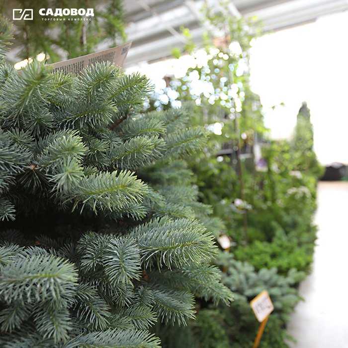 TK_Sadovod_tw's tweet image. Что создаёт уют в доме? Тёплая атмосфера, мягкая мебель и, конечно же, цветы. Большой выбор комнатных и садовых растений, а также всё необходимое для правильного ухода вы найдёте в &quot;Садовом центре&quot; ТК &quot;Садовод&quot;. Ждём вас ежедневно с 6:00 до 18:00!🌹🌹🌹
 #тксадовод #садовод