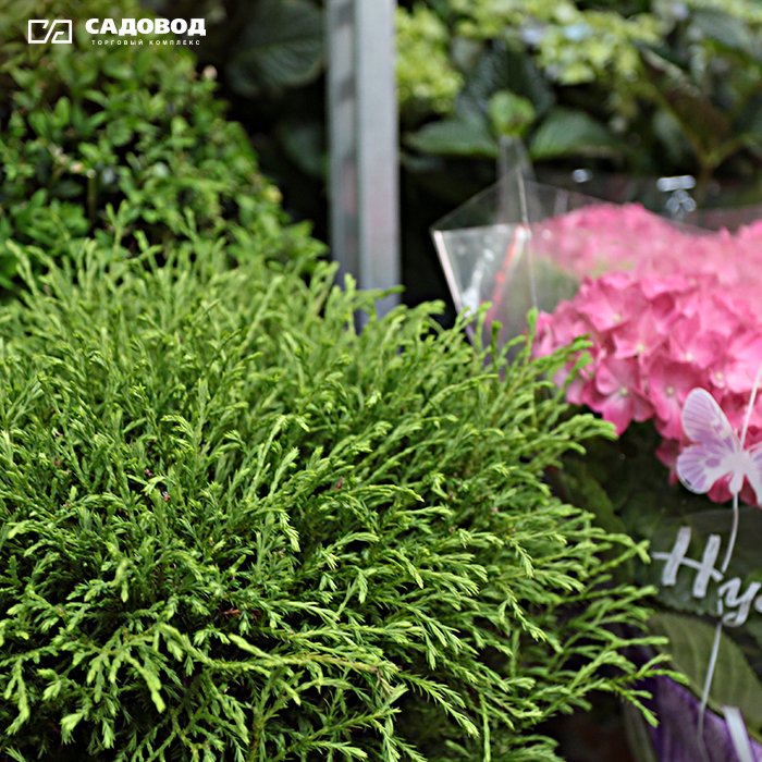 TK_Sadovod_tw's tweet image. Что создаёт уют в доме? Тёплая атмосфера, мягкая мебель и, конечно же, цветы. Большой выбор комнатных и садовых растений, а также всё необходимое для правильного ухода вы найдёте в &quot;Садовом центре&quot; ТК &quot;Садовод&quot;. Ждём вас ежедневно с 6:00 до 18:00!🌹🌹🌹
 #тксадовод #садовод