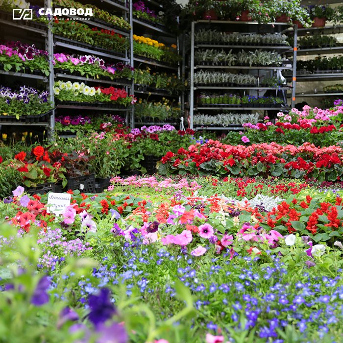 TK_Sadovod_tw's tweet image. Что создаёт уют в доме? Тёплая атмосфера, мягкая мебель и, конечно же, цветы. Большой выбор комнатных и садовых растений, а также всё необходимое для правильного ухода вы найдёте в &quot;Садовом центре&quot; ТК &quot;Садовод&quot;. Ждём вас ежедневно с 6:00 до 18:00!🌹🌹🌹
 #тксадовод #садовод