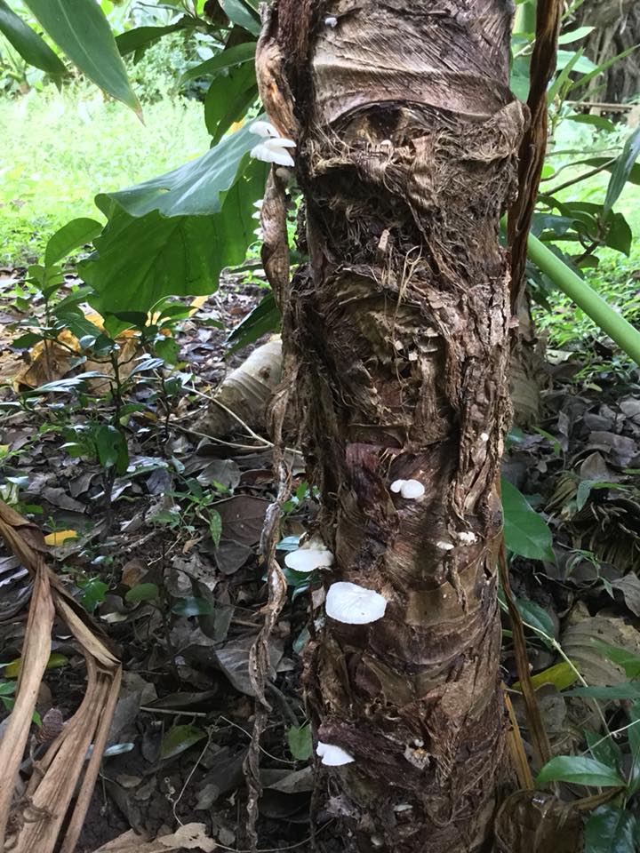 日本珍菌図鑑 Rare J Fungi En Twitter 仮称クワズイモナカセ Gymnopus Sp クワズイモ の茎からしばしば大発生し クワズイモの根腐れを起こす熱帯性の病原菌と思われる珍菌 生態的に興味深いきのこです On A Dead Stem Of Alocasia Odora 18 6 4 Ishigaki