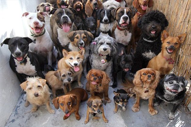 villecannes's tweet photo. RAPPEL
🐶 #TheWalkingDogs
🗓 Samedi 9, 17h-19h
➡️ Une marche organisée par l'association #ASA06 sur la promenade de la #Croisette au départ de #BijouPlage en direction du @CannesPalais pour sensibiliser sur l’adoption de nos amis canins.
👉 https://t.co/Xg4fR6Wjtx https://t.co/CJkq0MqgPA