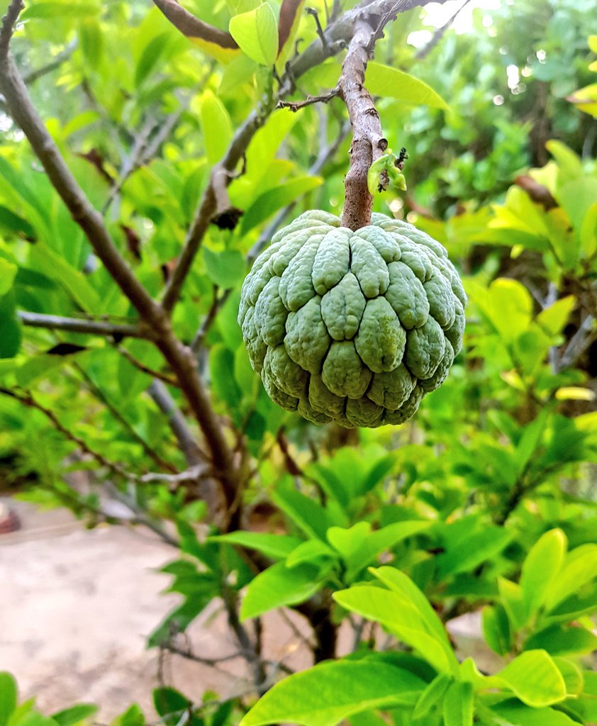 HawkesBay's tweet photo. custard apples #shareefa coming to fruit at home even with the dire water situation #Karachi #homegrown https://t.co/SlnpBxlPfi