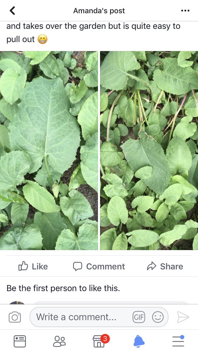 Can anybody identify this weed for me 🙏