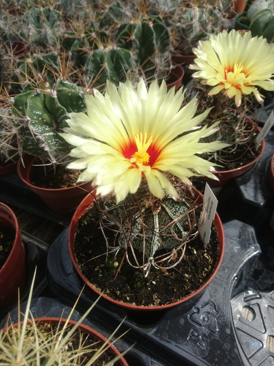 New succulents have gone on sale this weekend, in a variety of shapes and sizes. 

We have a number of Echeveria Perle Von Nurnbergs ready, 3 different aeoniums, some new planters too.

With more propagation underway, we will be putting more and more new varieties on sale