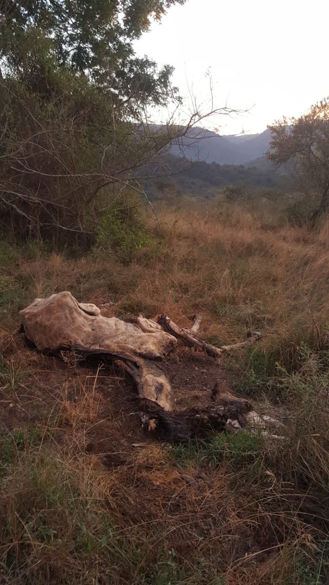 1_2_paddle's tweet photo. @Our_DA @MYANC @msinsi @AntiPoach @NPCA @carteblanchetv #shongwenidam Kzn land claim successfull. Now the poachers have moved in. 😢 https://t.co/fCxYAVw4en