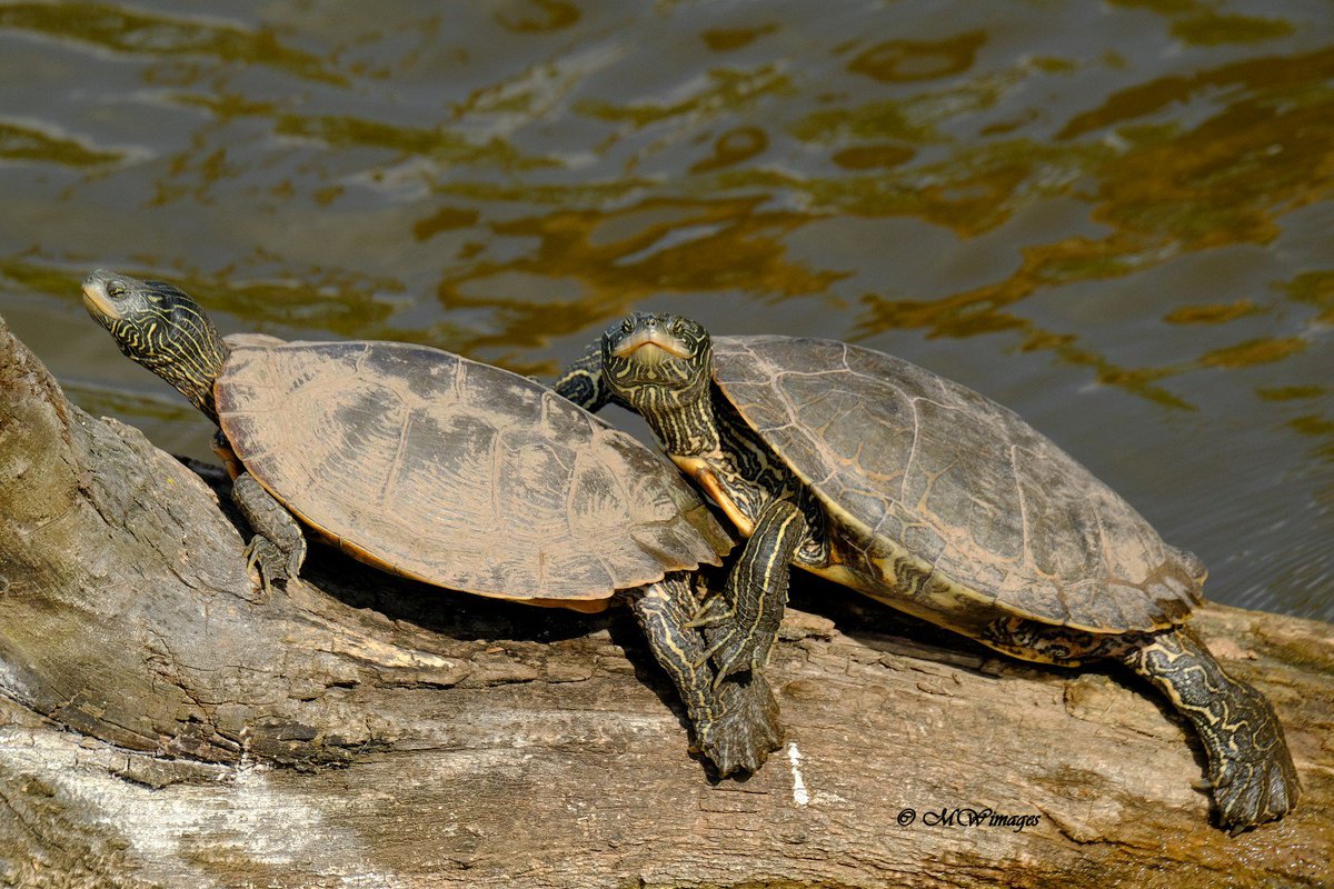 MarkWimages's tweet photo. Definition of a slow poke, https://t.co/vjvXgEJgqd