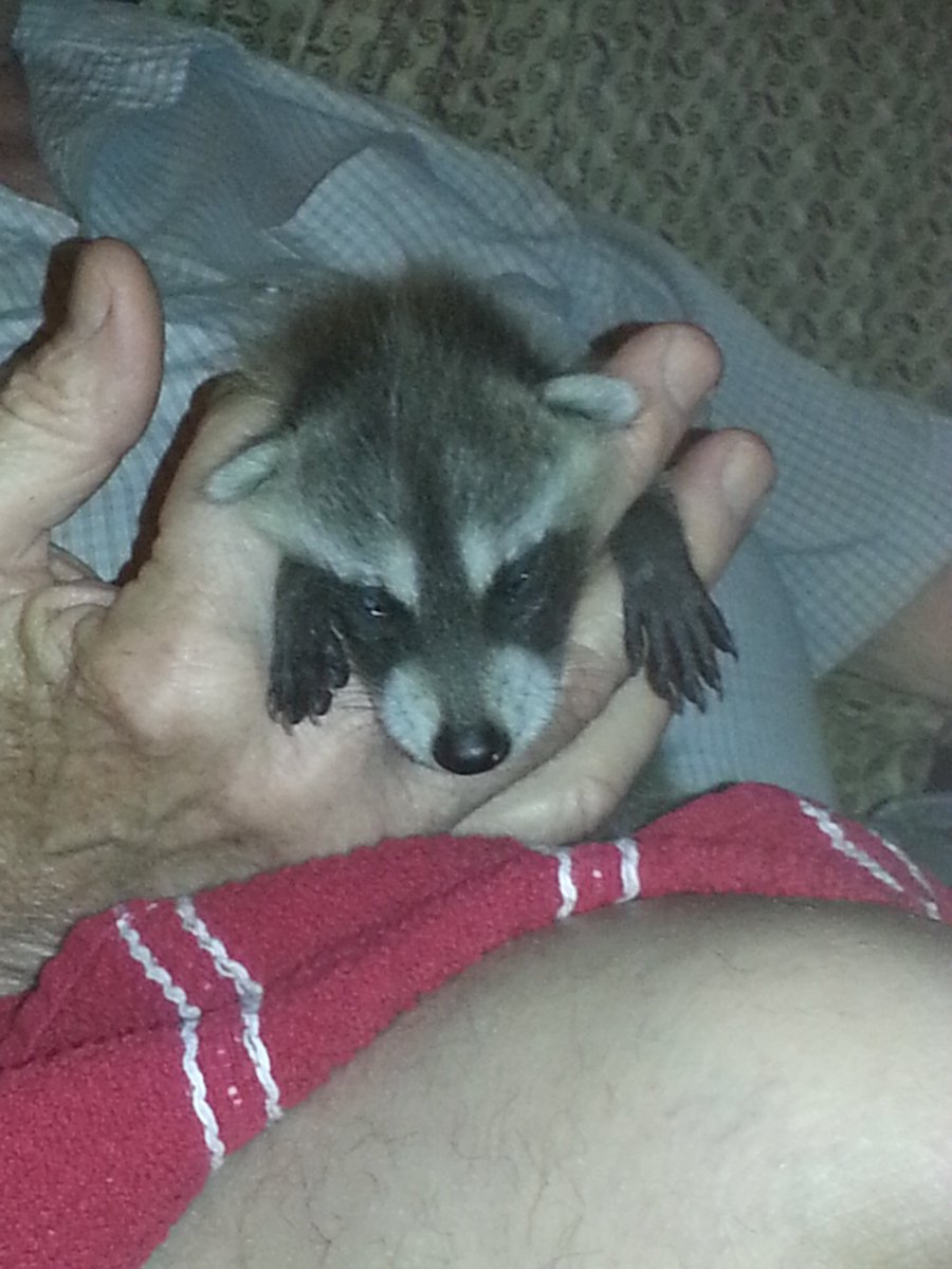 MyFosterBabies's tweet photo. Fosters aren't always kittens.

#CAS #Spayandneuter #savinglives #snugglesandpurrs #puppybreath #raccoonsarefunny #amazonwishlist #fosteringisntcheap https://t.co/8a2D0Ks4c5