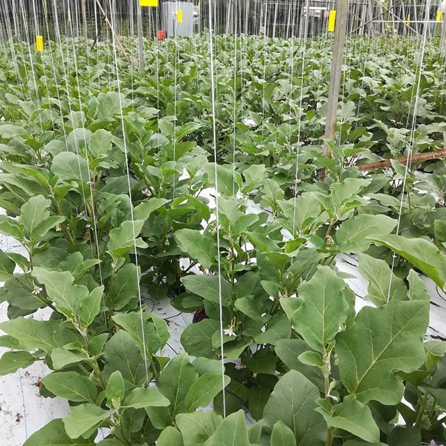 East Kent Growers tweet media