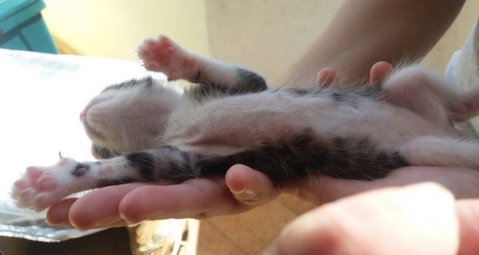 itasil92tddz's tweet photo. Sleeping on my hands... #StrangeKitty https://t.co/xYANLlLFW0