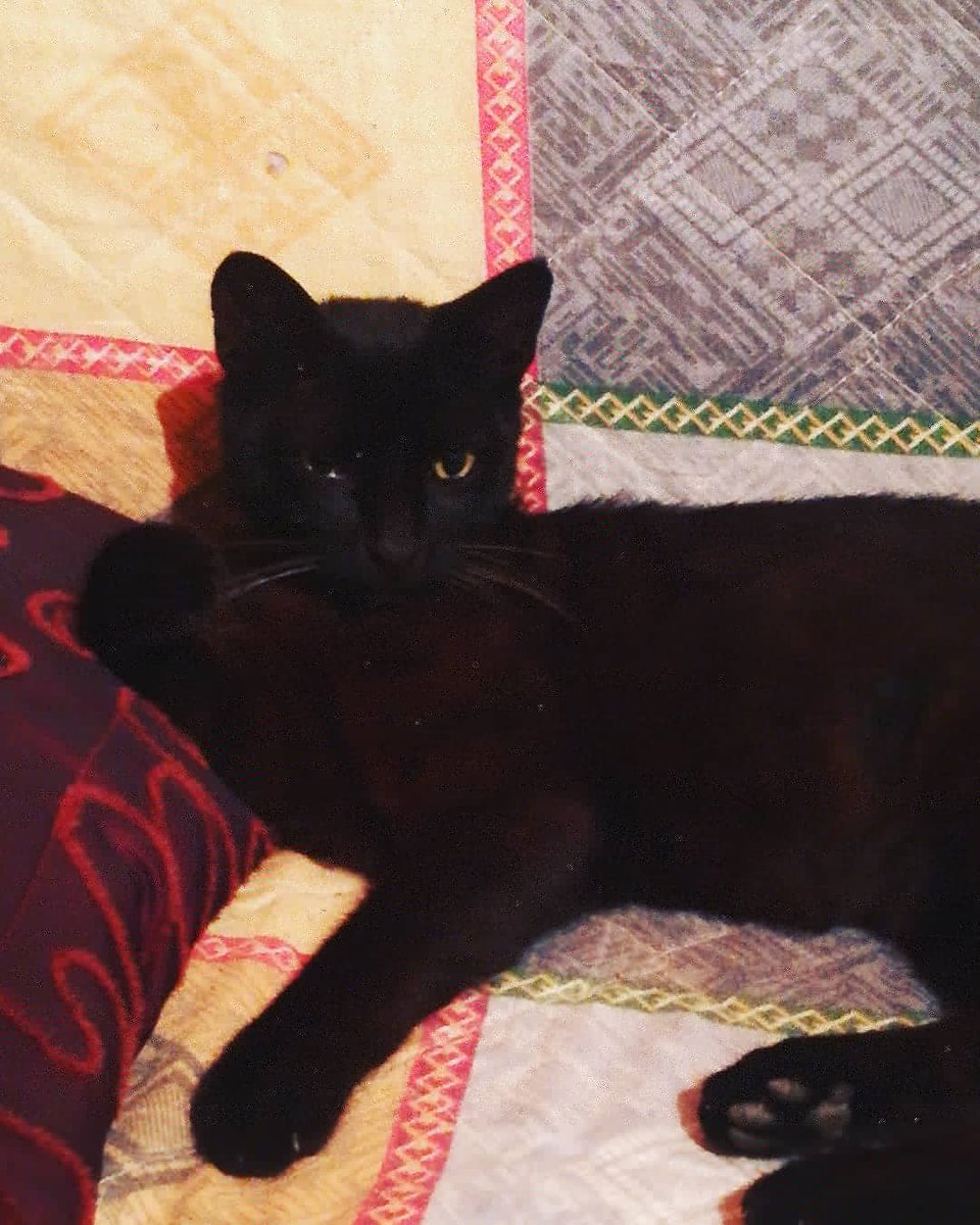 kalltzaneti's tweet photo. In #ancient times #cats were worshipped as #gods; they have not forgotten this.
#petlovers #animallover   #instacat #instapresent  #picoftheday #photography #photooftheday  #l4l  #follow  #fun  #blackcat #Bombaycat https://t.co/E35inPXEYh