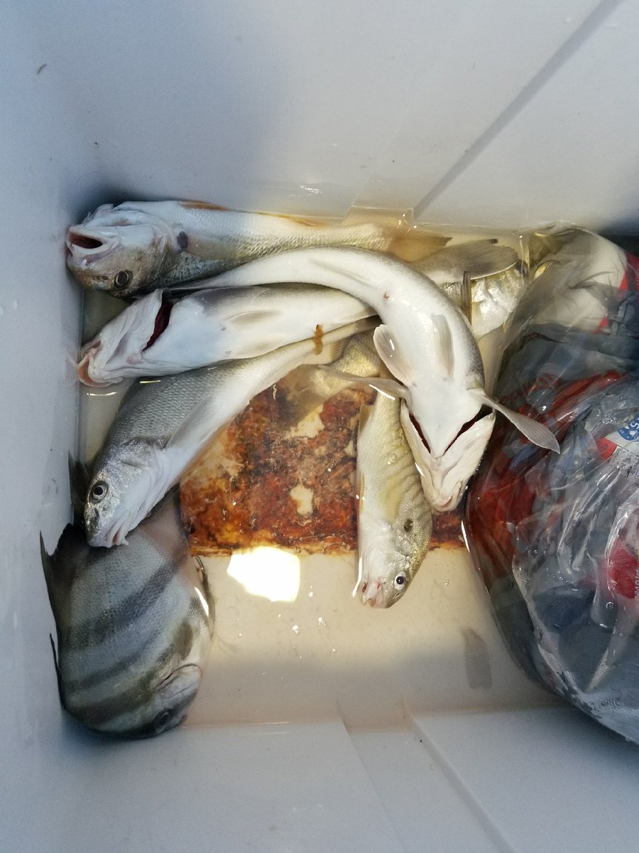 SurfCityPier's tweet photo. #SaturdaySuprises currently 75° with a NE wind at 2mph.. the tide is high..low is at 11:04am.. #SeeingSpots at #SurfCityPier #TopsailIsland #NC #Fishing #FishHuntPhotos #IslandLife #PierLife https://t.co/Q4FYeJ1Ddw