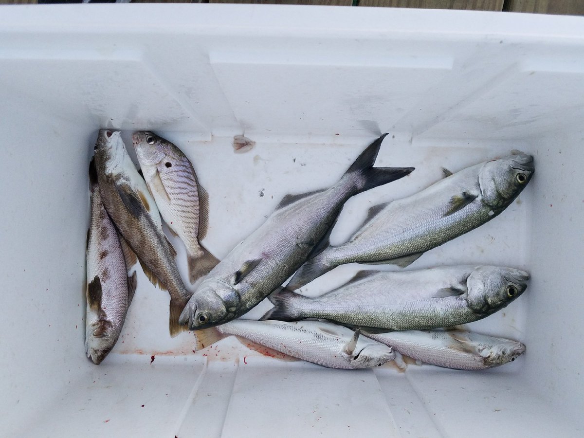 SurfCityPier's tweet photo. #SaturdaySuprises currently 75° with a NE wind at 2mph.. the tide is high..low is at 11:04am.. #SeeingSpots at #SurfCityPier #TopsailIsland #NC #Fishing #FishHuntPhotos #IslandLife #PierLife https://t.co/Q4FYeJ1Ddw