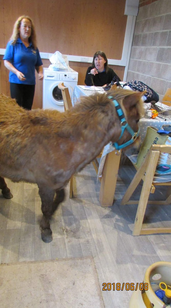 Here's Rocky again, sniffing around for more gingernuts. When he first came to us he was a kicking, biting little monster...now look at him. Kindness and compassion have worked wonders.