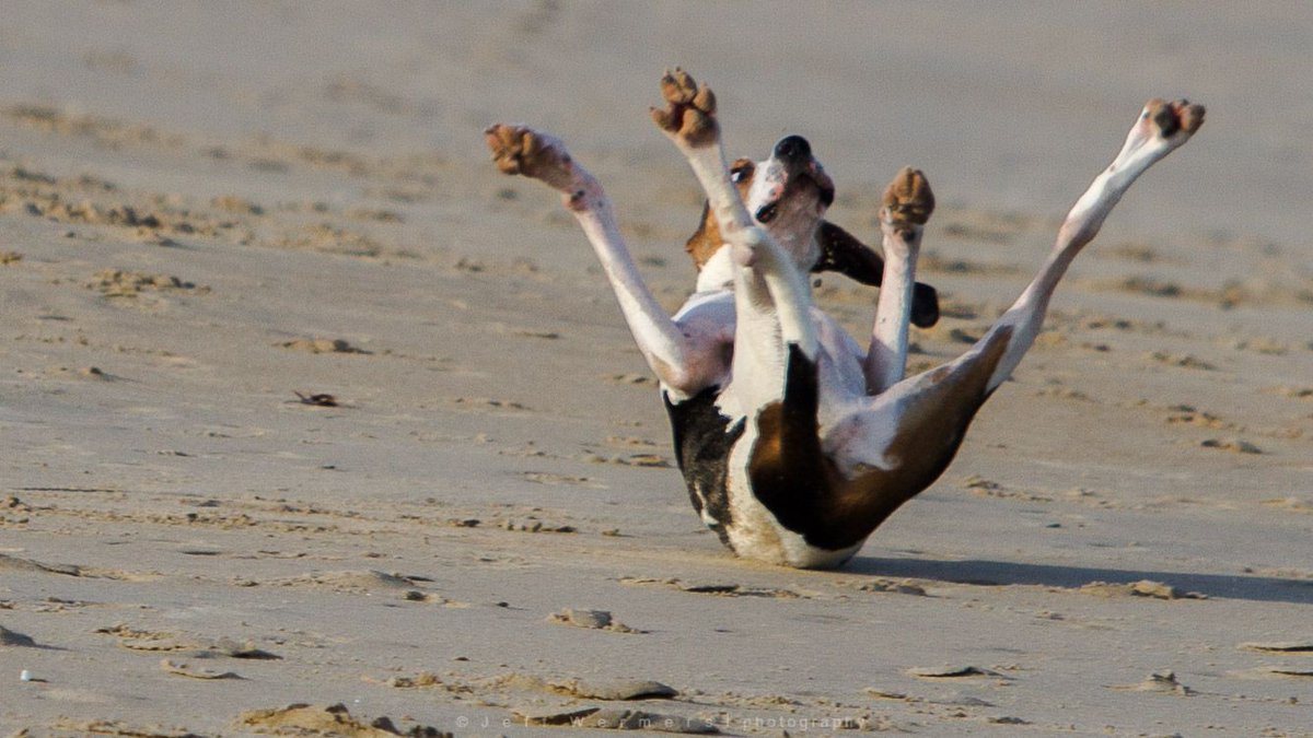 GuruShots's tweet photo. When it's finally the weekend and you get slightly too overexcited 😉

Credit: Jeff Wermers, United States
Challenge: Bad Day
Rank: Top Photo Winner

See more here: https://t.co/ZyzBvjNT6J

#gurushots #photography #photographers #weekend #dog #animalphotography #funny #POTD https://t.co/0OeHBkrtFq