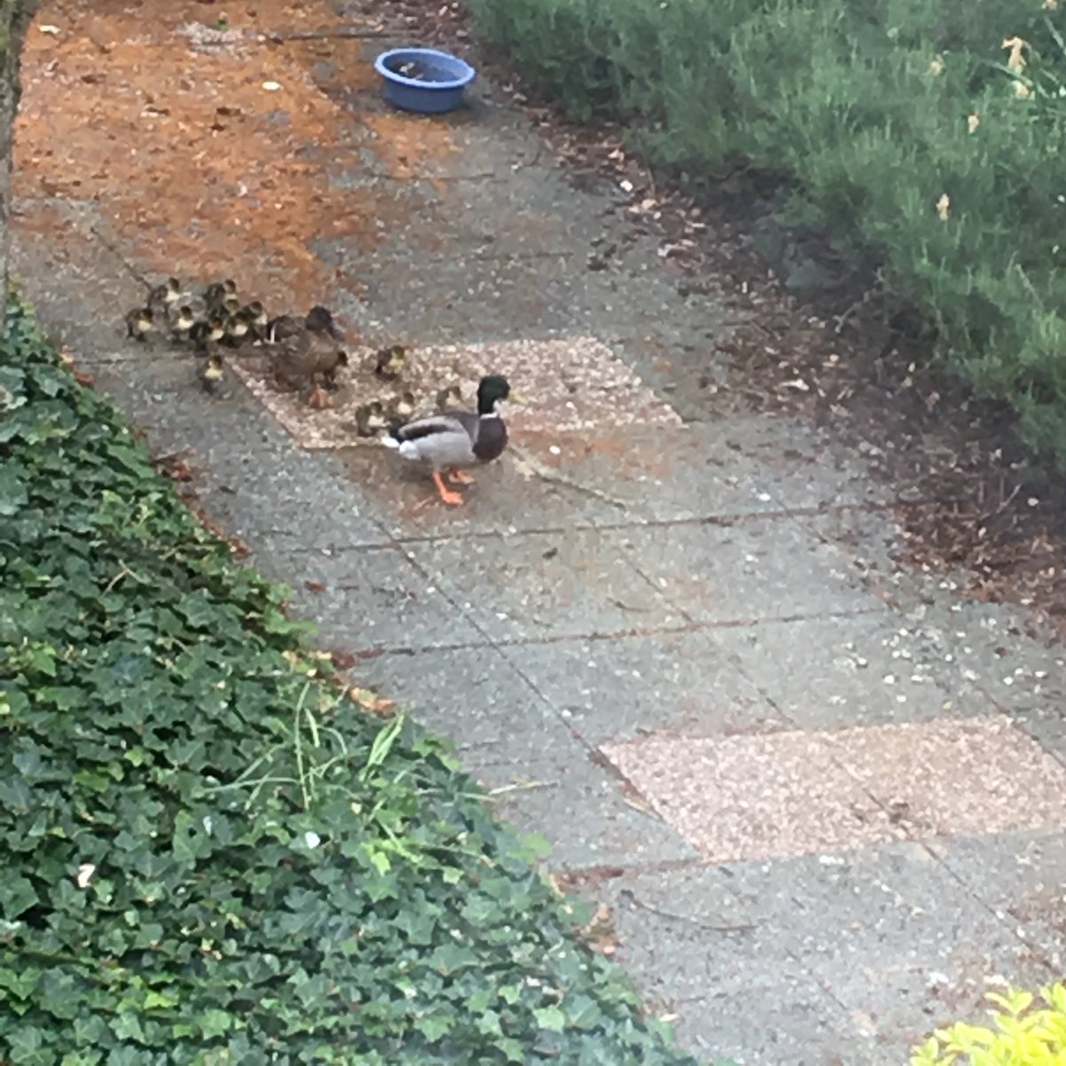 CulhamCampus's tweet photo. The last brace of blackbirds and ducks have left Culham Science Centre for this year.  Thanks to the Grounds staff and volunteers who go to great lengths to make sure these birds have every opportunity #nature #volunteers @culhamconferncecnetre https://t.co/j5AeBxUpTF