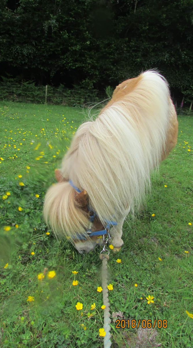 Tiny Tim with his stunning mane. How I'd love some luscious locks like his !