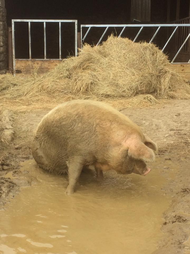 Nothing like a pig in ...! One very #happypig for entertaining and memorable #farmholidays on our #rural idyll here in #NorthCornwall #familyfriendly #toddlerfriendly #dogfriendly