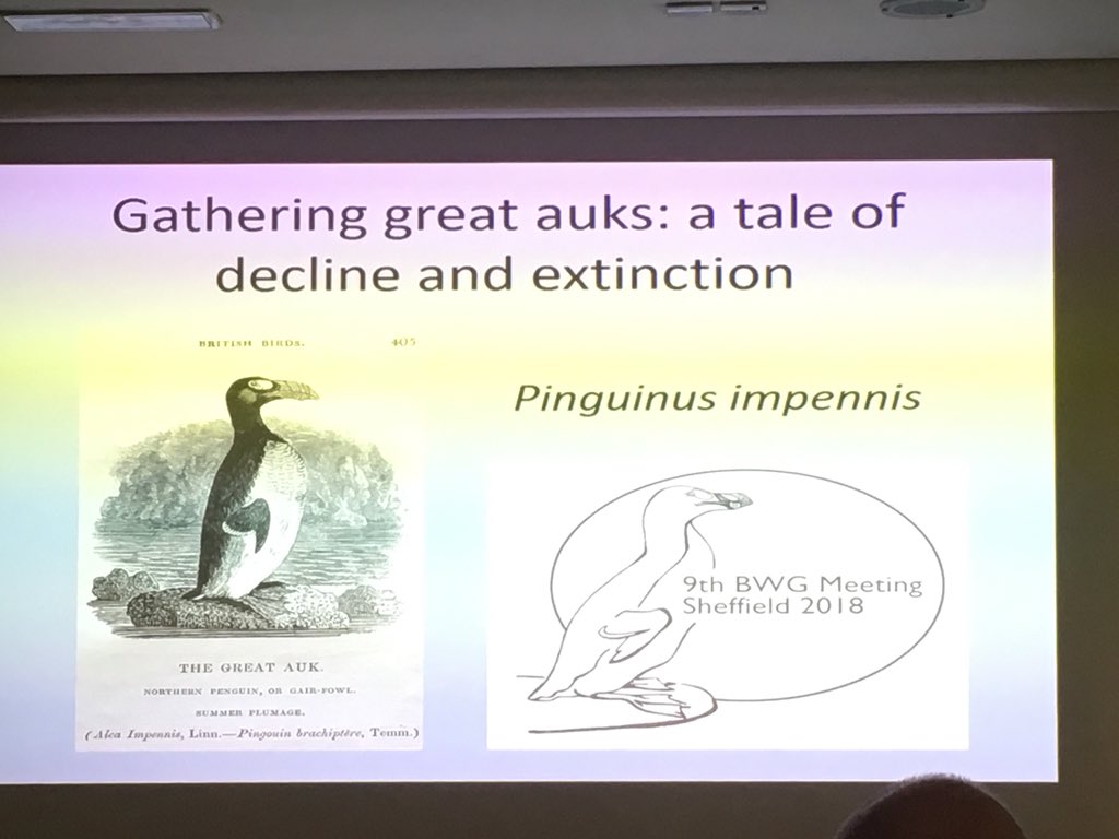 B_Greet's tweet photo. Just before lunch and last in the aquatic avifauna panel is Julia Best discussing the #greatauk - who also takes pride of place on the conference logo (and on Dale Sergeantson's book!) #bwgsheff #birdnerds #pinguinus https://t.co/Qau5Z45OA0