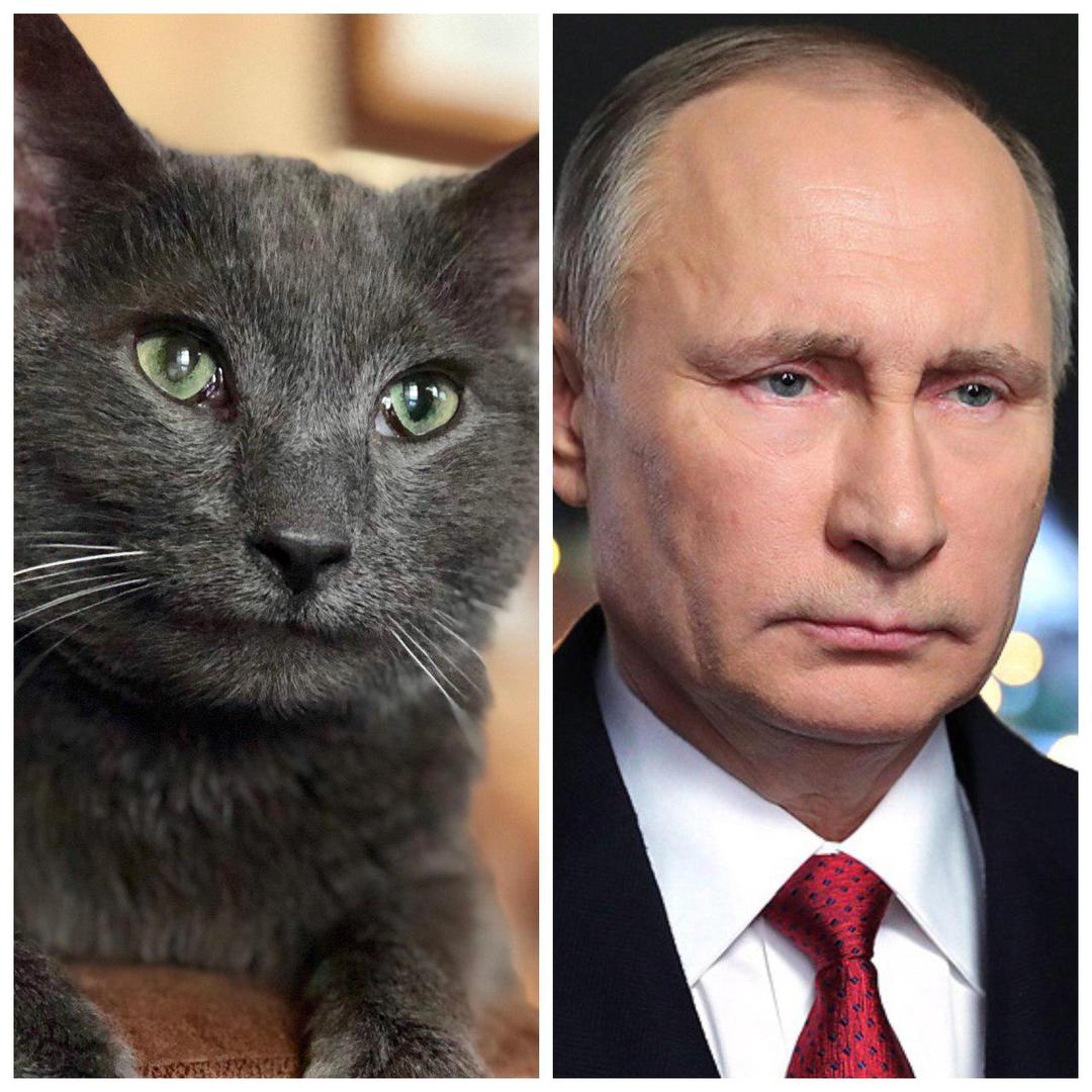 Кот похожий на человека