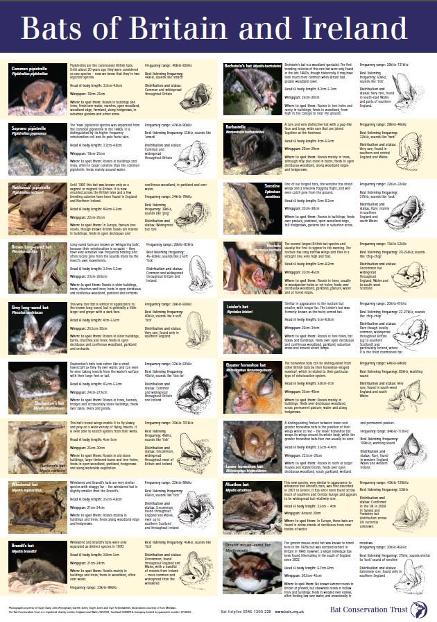 Bat Conservation Trust tweet media