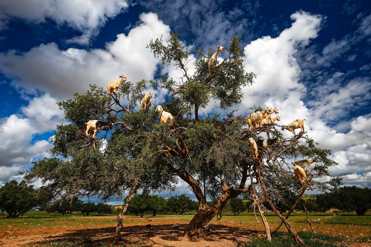 rainpanda's tweet photo. #GoatTree Goats eating fruit in argan tree in #Morocco 📷by @ljsilver71 (Riccardo Maria Mantero)
@ThePhotoHour #ThePhotoHour https://t.co/nQg8tQkgfa