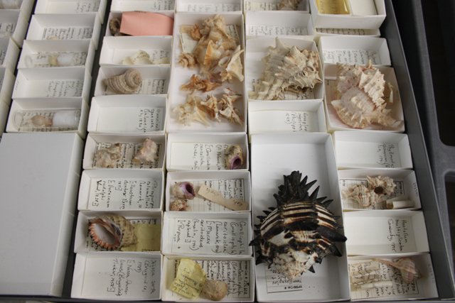 FemoraleShells's tweet photo. Bishop Museum, Hawaii - Shells Middens,https://t.co/itChdVS7m6 #Polinesya #shellmidden #anthropology #malacology #Hawaii #Tahiti #Archaeology https://t.co/KILKD6og6k