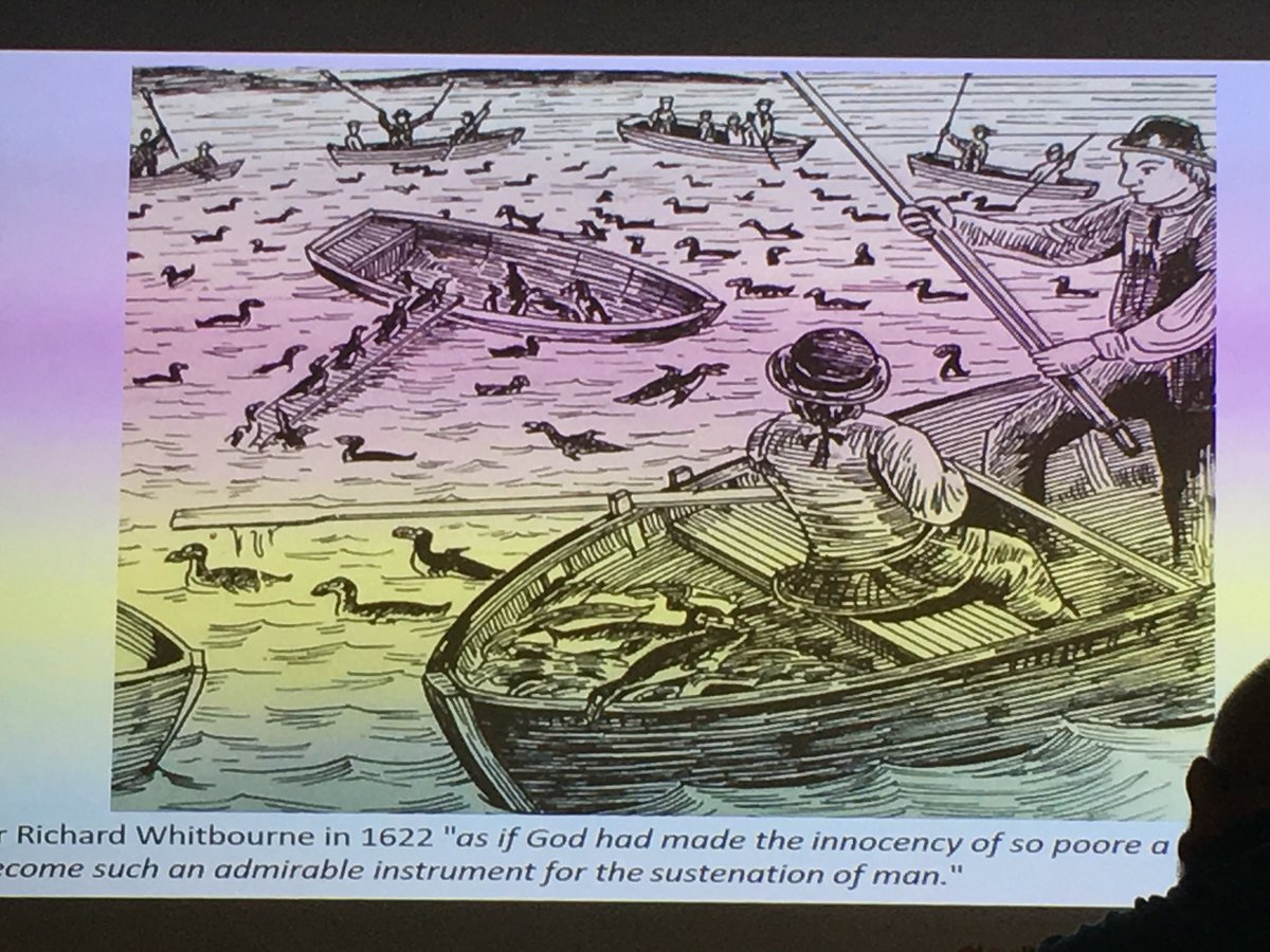B_Greet's tweet photo. What a fascinating talk. The #greatauk seemed so easy to hunt, shown in this great image of herding them onto a boat. #bwgsheff #birdnerds #pinguinus https://t.co/upPBZV50c7