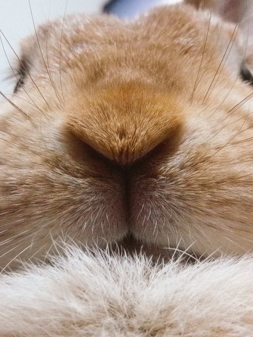 うさぎの口元を愛でる会のtwitterイラスト検索結果 うさぎの口元を愛でる会のtwitterイラスト検索結果