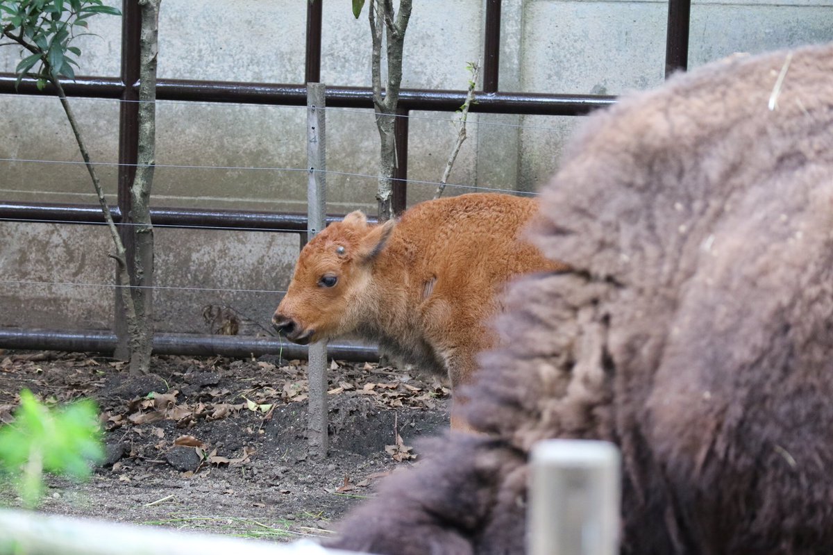 K アメリカバイソン の赤ちゃん 今日はお外に出てました かわいい 上野動物園