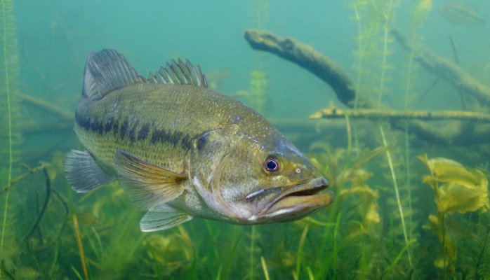 ZooEntUP on X: The invasive largemouth bass (Micropterus