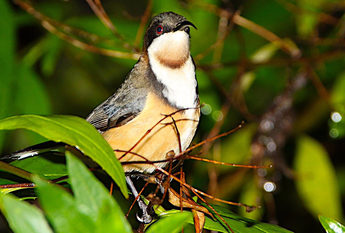 JWhiteWildlife's tweet photo. Spinebills are everywhere at the moment. Love the natives? Plant some more native shrubs and trees. https://t.co/vgw2t1l4Q1