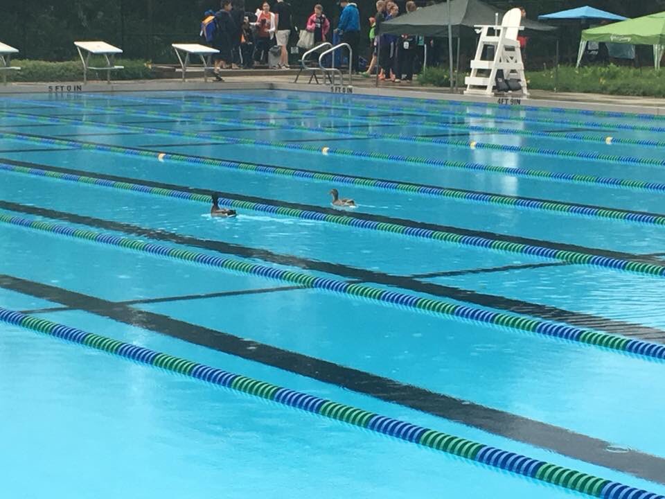 PPD_SWIM's tweet image. Morning session was a success